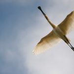 4ème samedi Biodanza "Elévation et Grâce" - 30 mai 2026