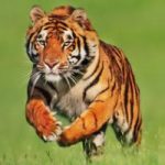 1er samedi Biodanza « Energie de l'enthousiasme » – 22 novembre 2025