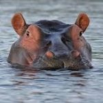 2ème samedi Biodanza "Fluidité sensuelle" - 17 janvier 2026