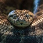 3ème samedi Biodanza "Enracinement et sinuosité" - 14 mars 2026