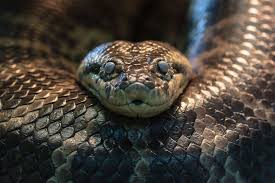 serpent